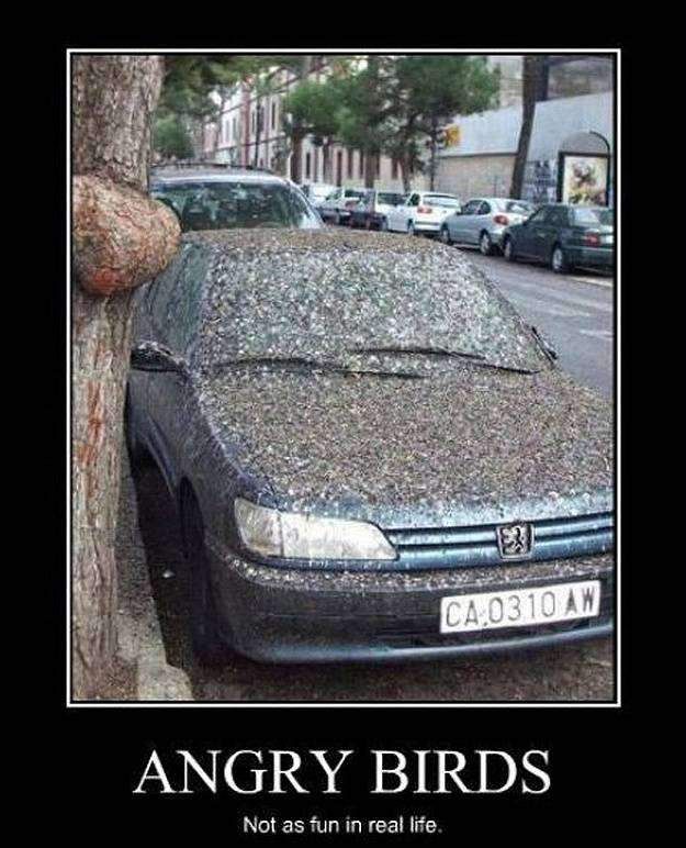 angry birds not as fun in real life funny image