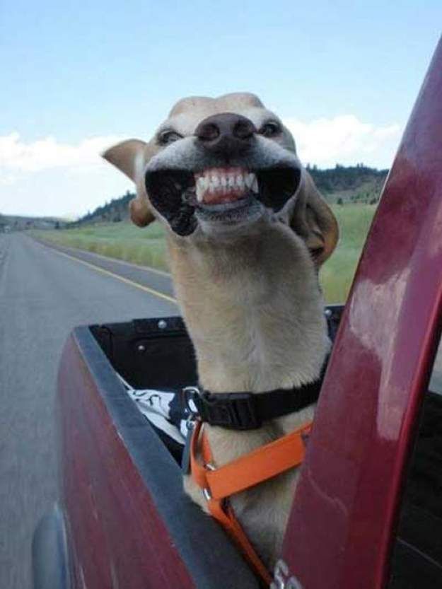 Dog big smile