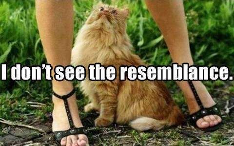 funny image resemblance cat