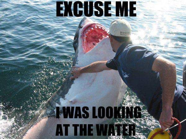 Excuse me i was looking at the water shark