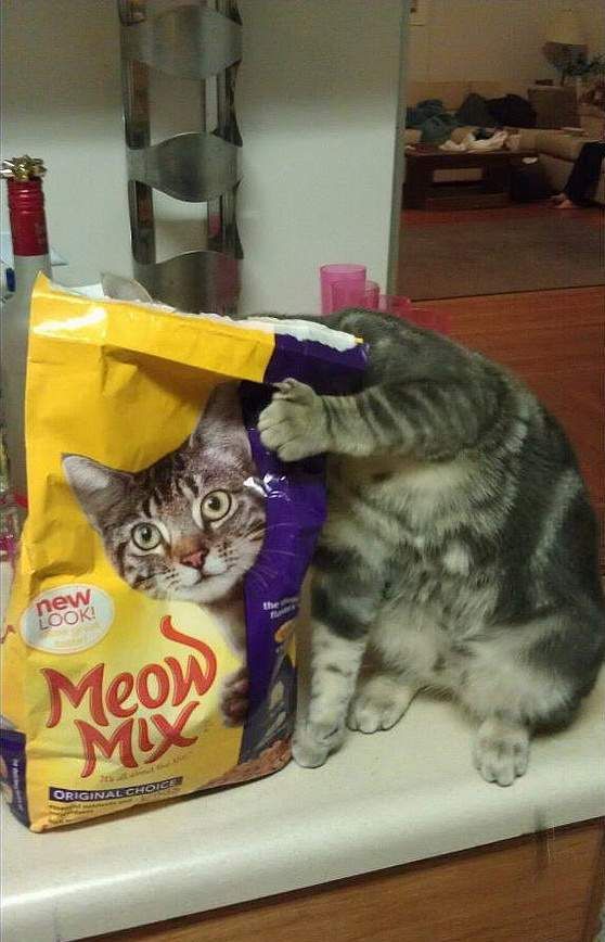 Funny cat food bag photo